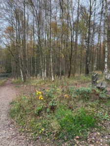 MYPAG Birch (1)