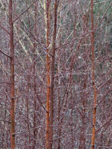 MYPAG Close up of trees and bare branches with snow (1)