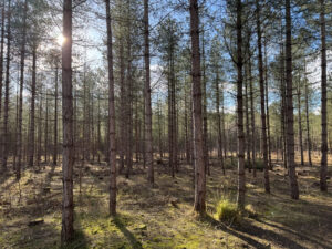 MYPAG Sun through the trees 1
