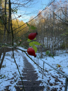 MYPAG close up of tree with fruit (1)