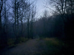 MYPAG dark, moody winter tress with lighter sky (1)