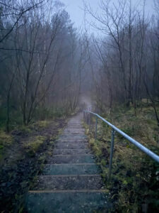 MYPAG misty view of the trees in winter (1)