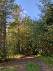 MYPAG mixed trees against blue sky (1)