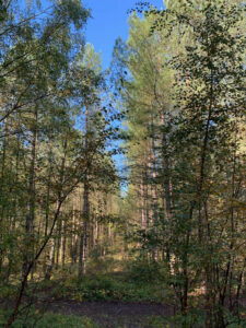 MYPAG mixed trees against blue sky 2 (1)