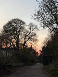 MYPAG winter trees against grey sky (1)